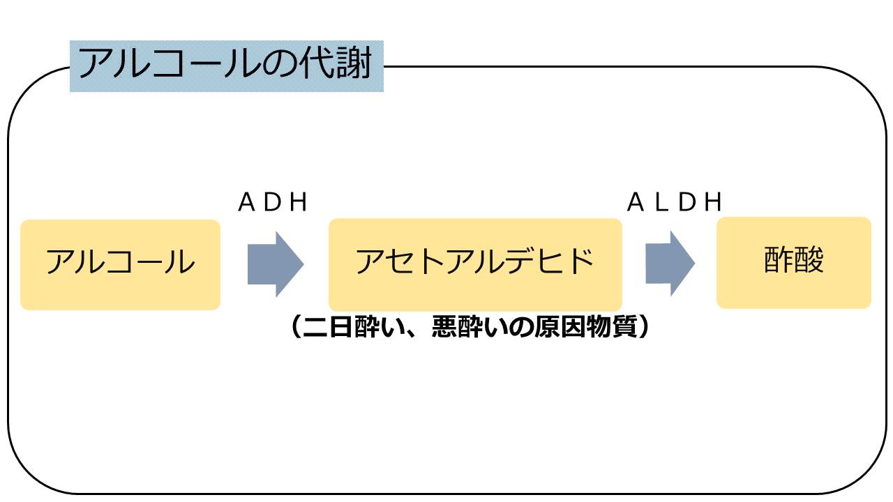 アルコールの代謝